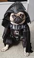 Cliquez sur l'image pour la voir en taille r�elle&nbsp;

Nom : 		Darth Wouf-wouf.jpg&nbsp;
Affichages :	102&nbsp;
Taille :		34,9 Ko&nbsp;
ID : 			711845